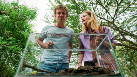 De Giant Assassin Bug